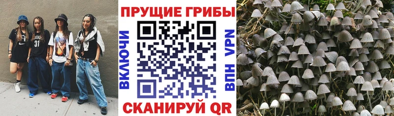 маркетплейс как зайти  дарнет шоп  hydra зеркало  Видное  Псилоцибиновые грибы Psilocybine cubensis 
